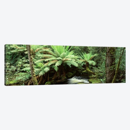 Rainforest Landscape, Mount Field National Park, Tasmania, Australia Canvas Print #PIM4504} by Panoramic Images Canvas Print