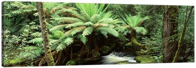 Rainforest Landscape, Mount Field National Park, Tasmania, Australia Canvas Art Print - Australia Art