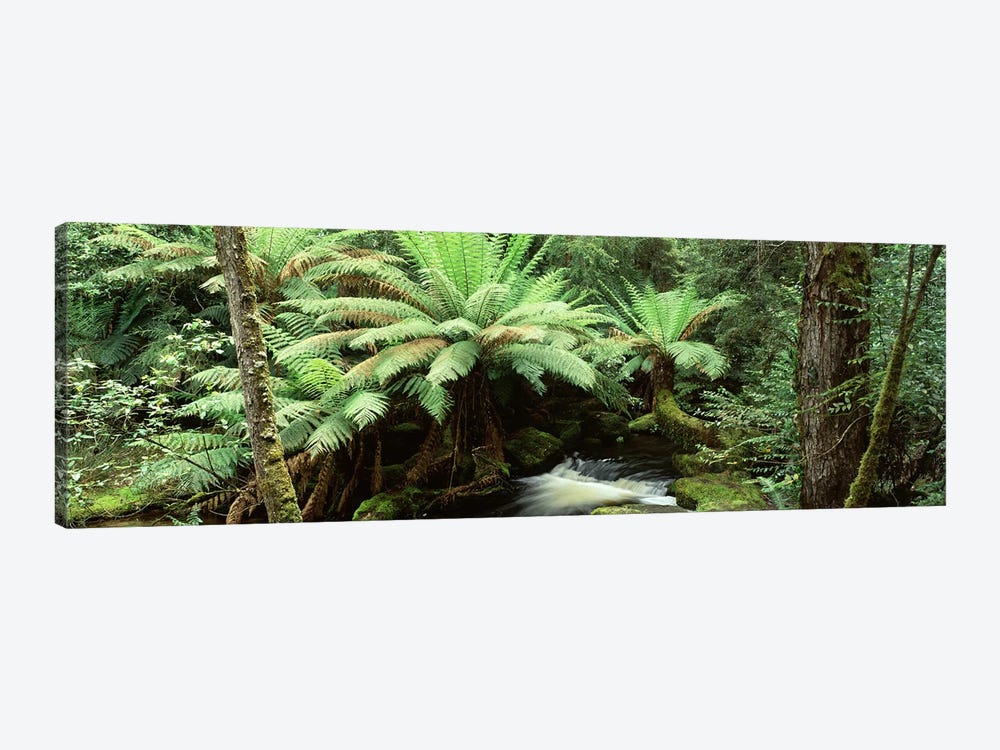 Rainforest Landscape, Mount Field National Park, Tasmania, Australia by Panoramic Images 1-piece Canvas Wall Art
