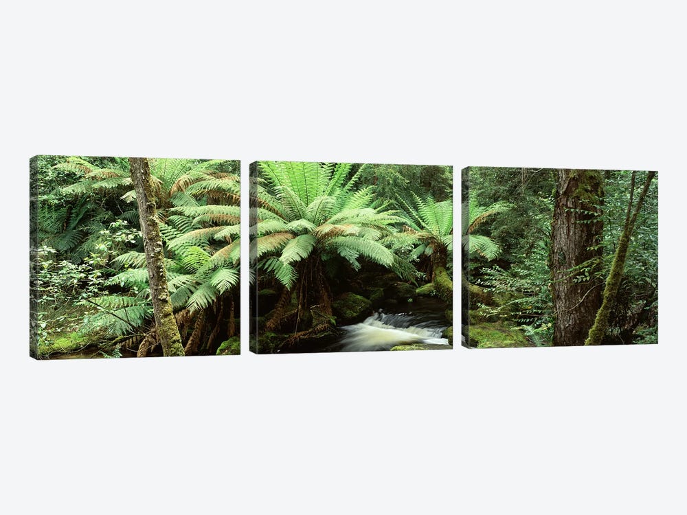 Rainforest Landscape, Mount Field National Park, Tasmania, Australia by Panoramic Images 3-piece Canvas Wall Art