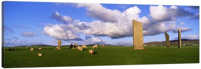 Stones Of Stenness, Orkney Islands, Scotland, United Kingdom Canvas Art Print - Sheep Art