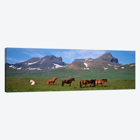 Horses Standing And Grazing In A Meadow, Borgarfjordur, Iceland Canvas Print #PIM4538} by Panoramic Images Art Print