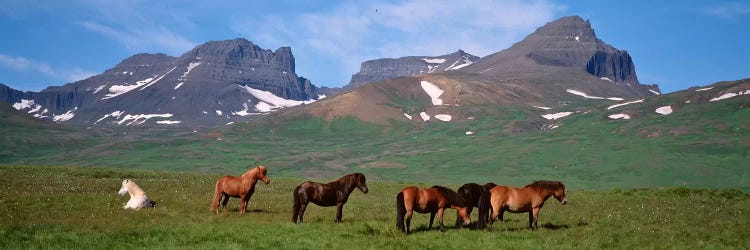 Horses Standing And Grazing In A Meadow, Borgarfjordur, Iceland