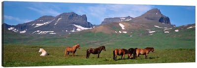 Horses Standing And Grazing In A Meadow, Borgarfjordur, Iceland Canvas Art Print