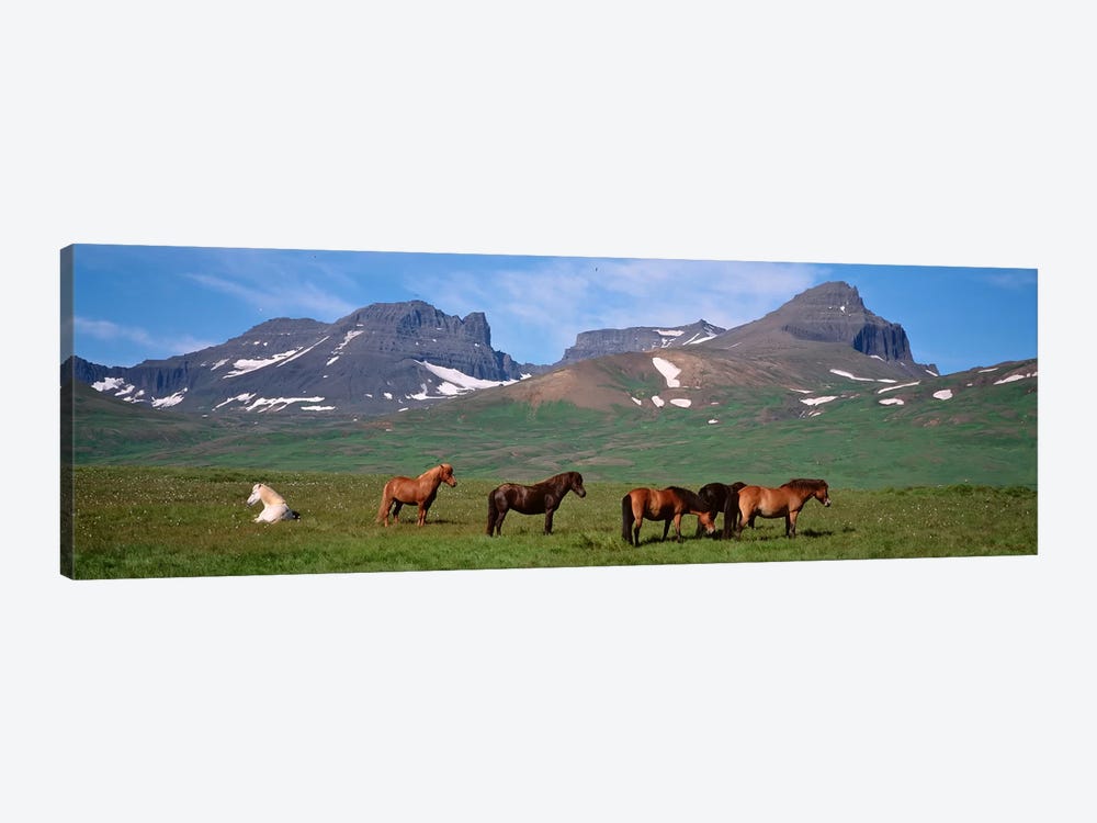 Horses Standing And Grazing In A Meadow, Borgarfjordur, Iceland by Panoramic Images 1-piece Art Print