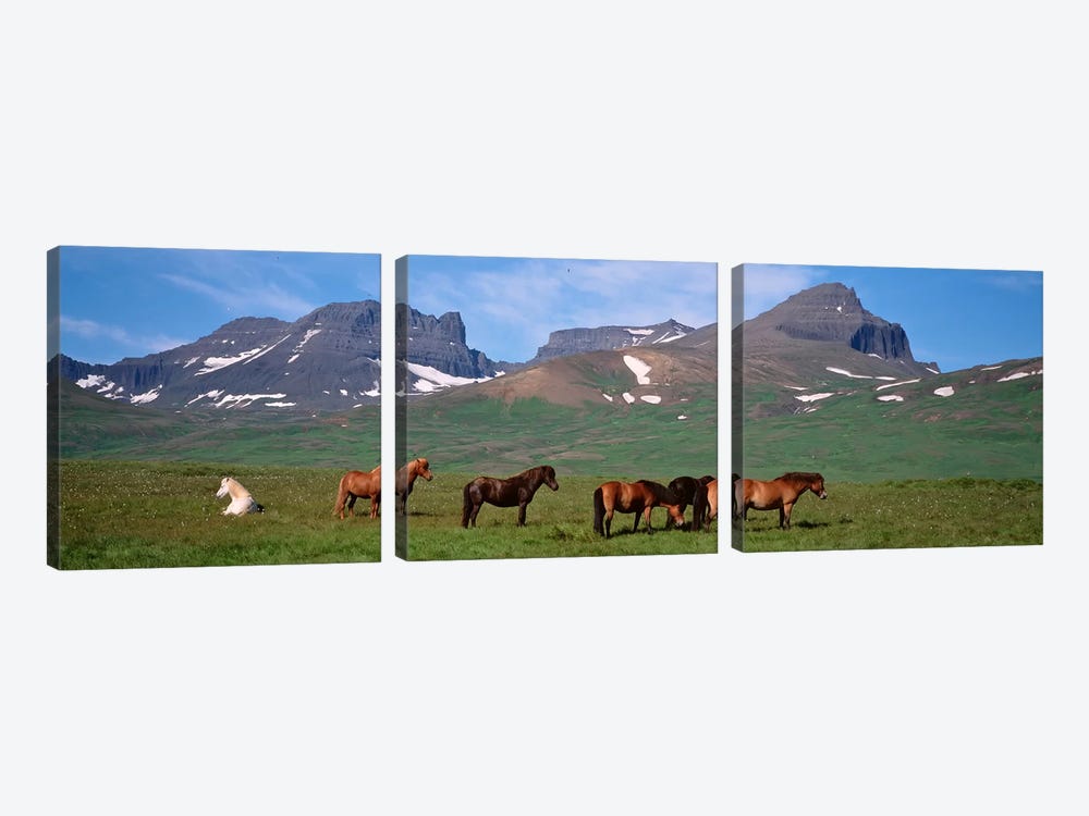 Horses Standing And Grazing In A Meadow, Borgarfjordur, Iceland by Panoramic Images 3-piece Canvas Art Print