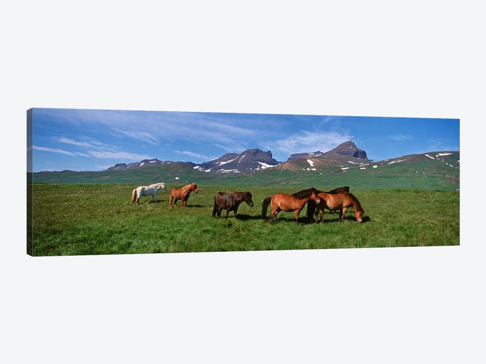 Horses Standing And Grazing In A Meadow, Borgarfjordur, Iceland #2 by Panoramic Images 1-piece Canvas Artwork