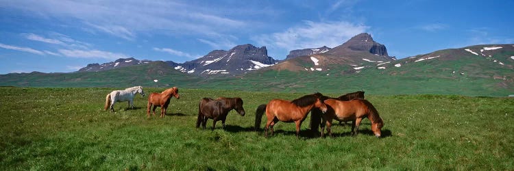 Horses Standing And Grazing In A Meadow, Borgarfjordur, Iceland #2