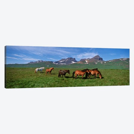 Horses Standing And Grazing In A Meadow, Borgarfjordur, Iceland #2 Canvas Print #PIM4539} by Panoramic Images Canvas Print