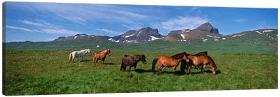Horses Standing And Grazing In A Meadow, Borgarfjordur, Iceland #2 Canvas Art Print - Iceland Art