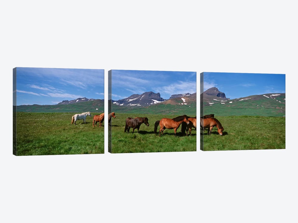 Horses Standing And Grazing In A Meadow, Borgarfjordur, Iceland #2 by Panoramic Images 3-piece Canvas Wall Art