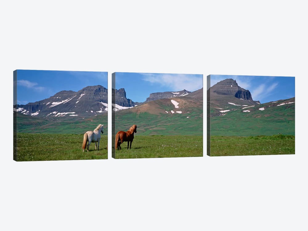 Horses Standing And Grazing In A Meadow, Borgarfjordur, Iceland #3 by Panoramic Images 3-piece Canvas Artwork