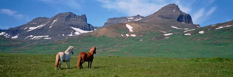 Horses Standing And Grazing In A Meadow, Borgarfjordur, Iceland #3