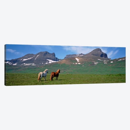 Horses Standing And Grazing In A Meadow, Borgarfjordur, Iceland #3 Canvas Print #PIM4540} by Panoramic Images Canvas Artwork