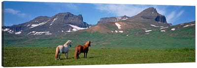 Horses Standing And Grazing In A Meadow, Borgarfjordur, Iceland #3 Canvas Art Print - Iceland Art