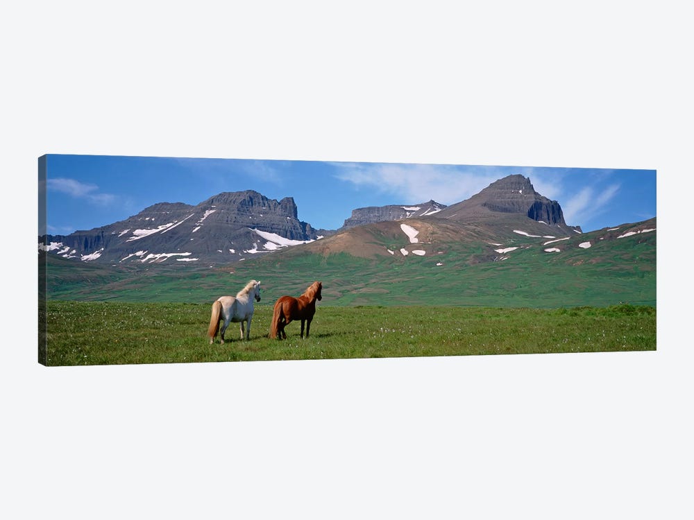 Horses Standing And Grazing In A Meadow, Borgarfjordur, Iceland #3 by Panoramic Images 1-piece Canvas Art