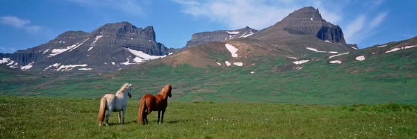 Horses Standing And Grazing In A Meadow, Borgarfjordur, Iceland #3