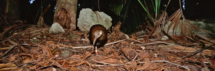 Lord Howe Woodhen Bird Standing Under The Tree, Lord Howe Island, Australia