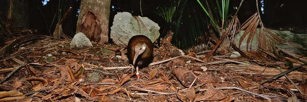 Australia: Lord Howe Woodhen Bird Standing Under The Tree, Lord Howe Island, Australia by Panoramic Images