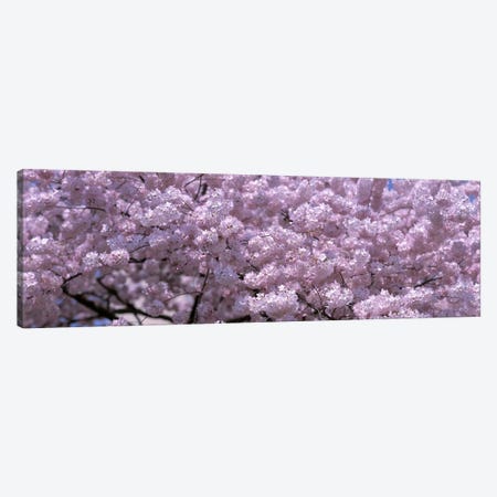 USA, Washington DC, Close-up of cherry blossoms Canvas Print #PIM4564} by Panoramic Images Art Print