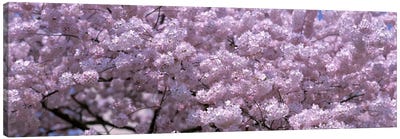 USA, Washington DC, Close-up of cherry blossoms Canvas Art Print - Pantone Ultra Violet 2018