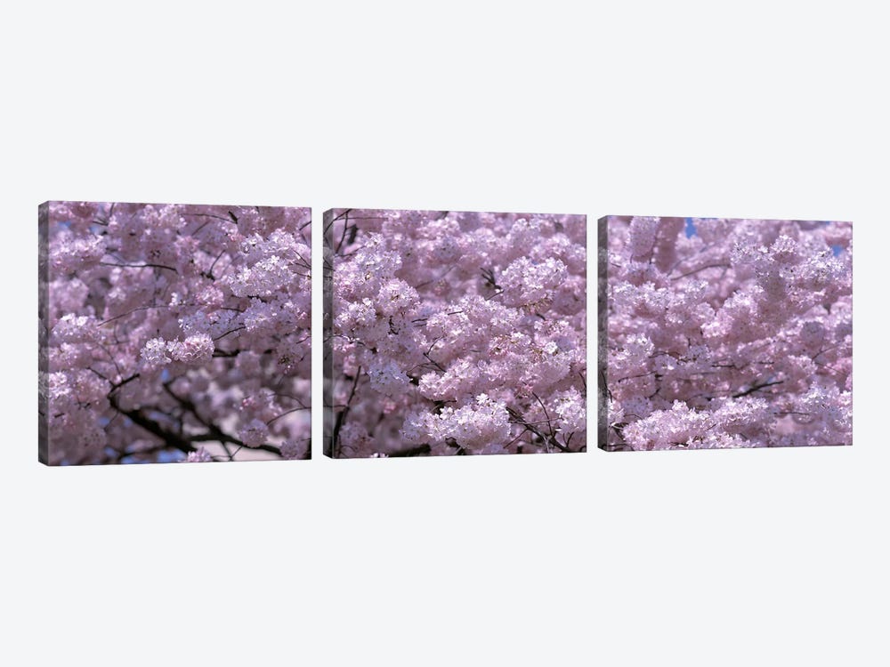 USA, Washington DC, Close-up of cherry blossoms by Panoramic Images 3-piece Canvas Artwork