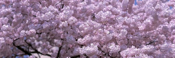 Nature Close-Ups: USA, Washington DC, Close-up of cherry blossoms by Panoramic Images