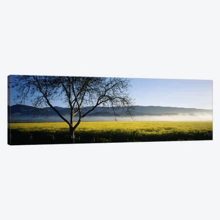 A Distant Fog, Napa Valley, California, USA Canvas Print #PIM4612} by Panoramic Images Canvas Art