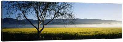 A Distant Fog, Napa Valley, California, USA Canvas Art Print - Napa Valley