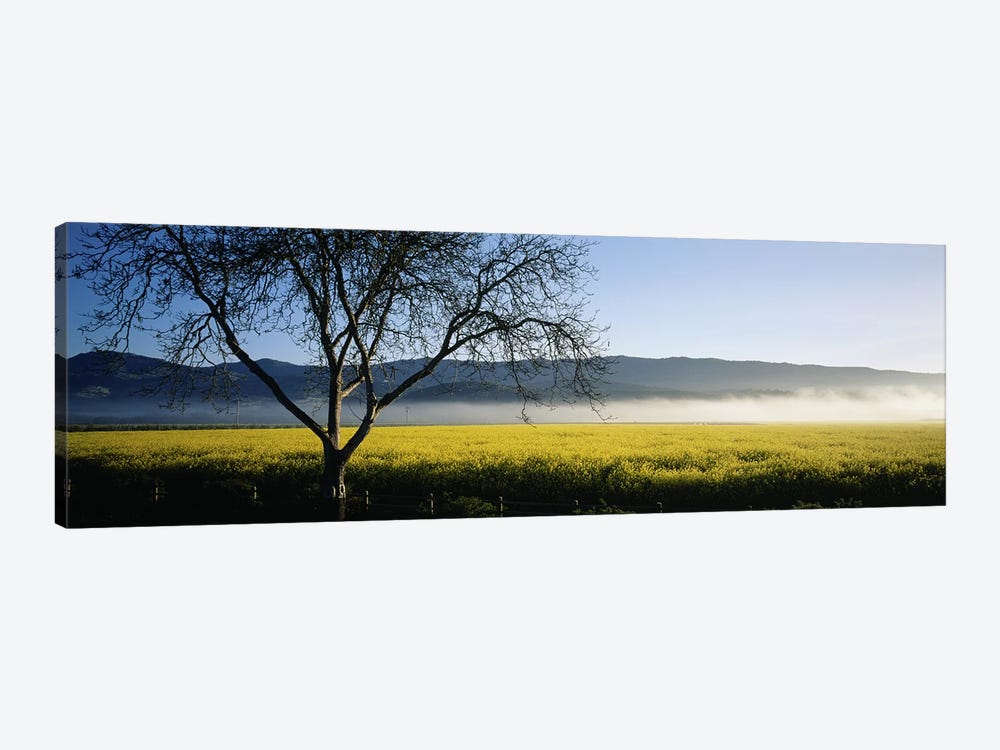 A Distant Fog, Napa Valley, California, USA by Panoramic Images 1-piece Canvas Print