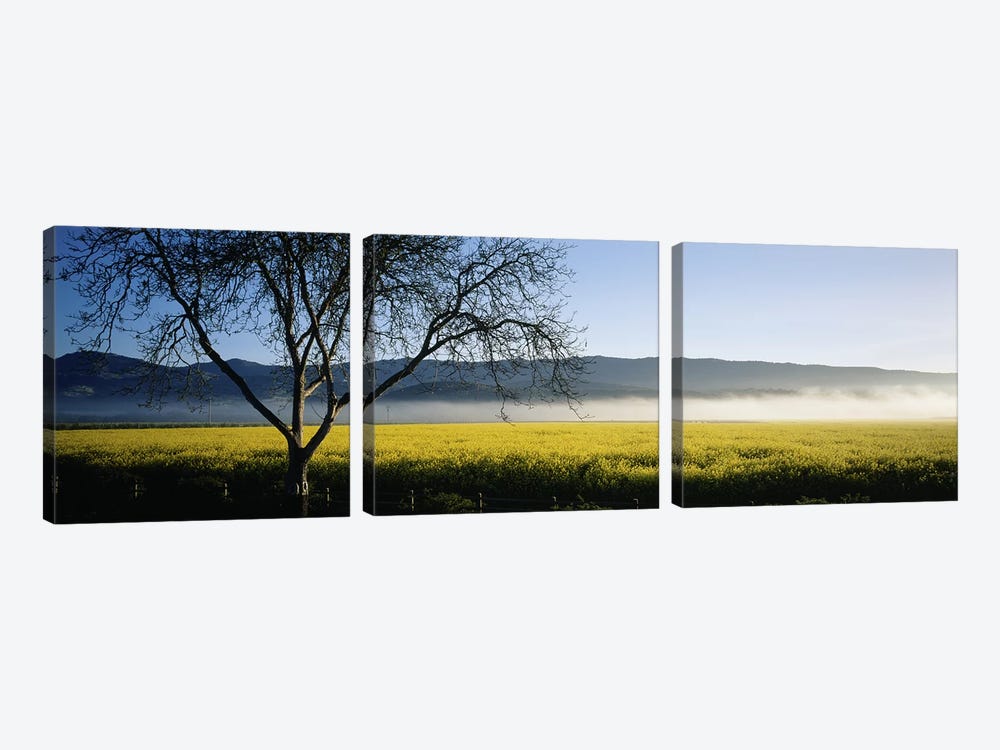 A Distant Fog, Napa Valley, California, USA by Panoramic Images 3-piece Canvas Art Print