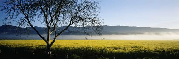 Napa Valley: A Distant Fog, Napa Valley, California, USA by Panoramic Images