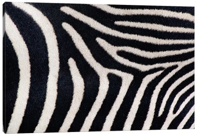 Close-up of Greveys zebra stripes Canvas Art Print - Black & White Patterns