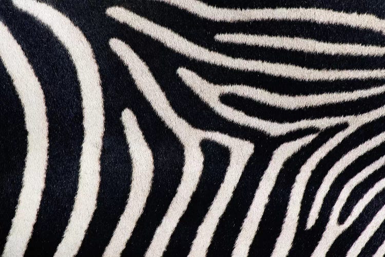 Close-up of Greveys zebra stripes