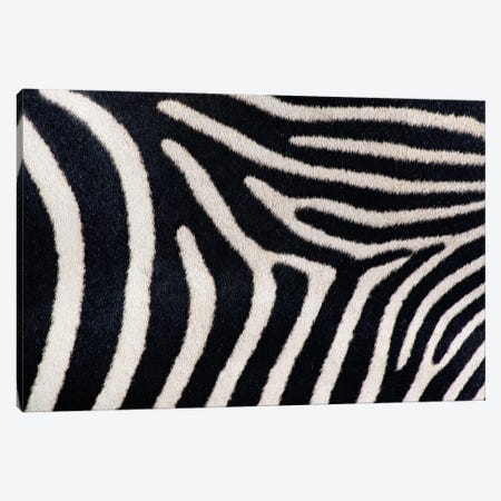 Close-up of Greveys zebra stripes Canvas Print #PIM4614} by Panoramic Images Canvas Art Print