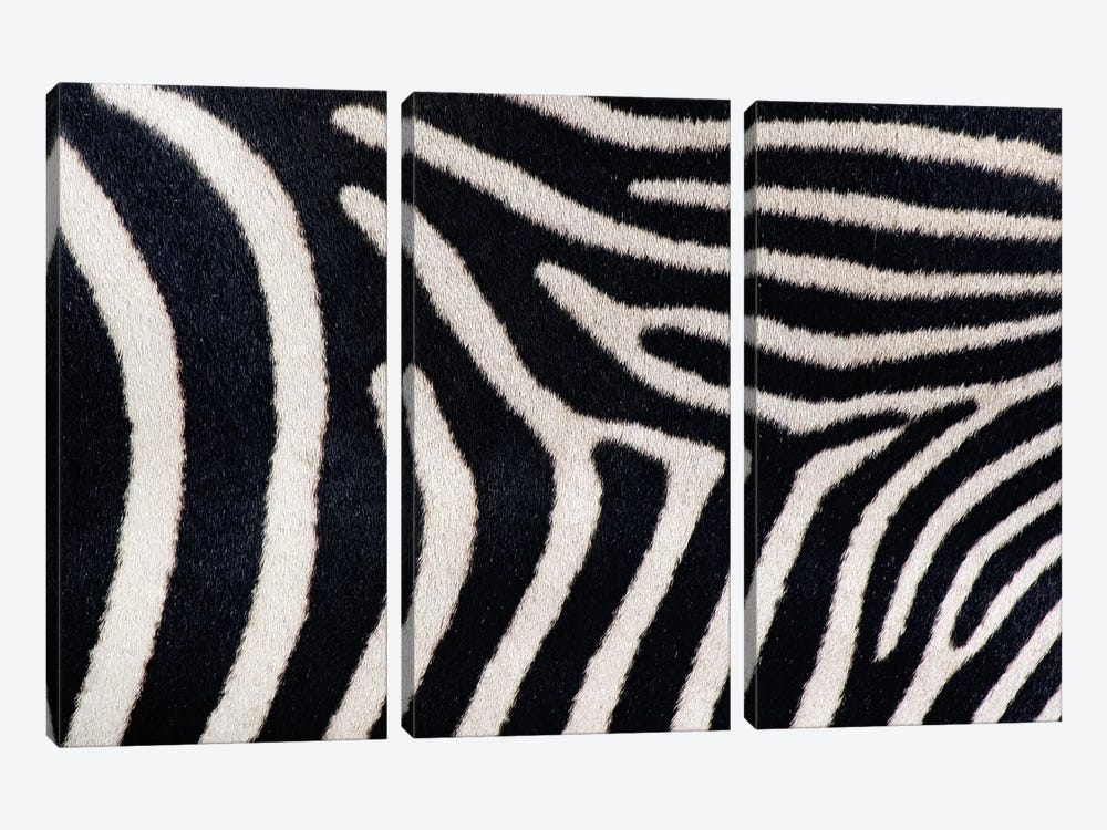 Close-up of Greveys zebra stripes by Panoramic Images 3-piece Art Print