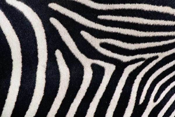 Zebras: Close-up of Greveys zebra stripes by Panoramic Images