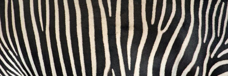 Grevey's Zebra Stripes