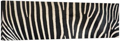 Grevey's Zebra Stripes Canvas Art Print