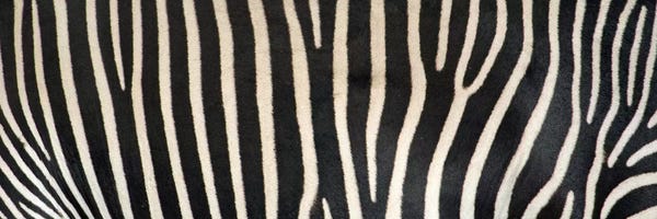 Animal Patterns