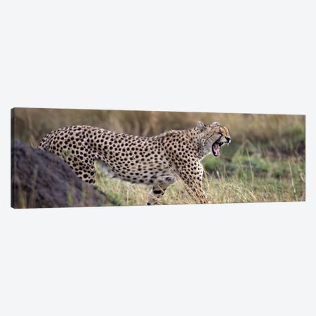 Cheetah walking in a field Canvas Print #PIM4616} by Panoramic Images Canvas Art Print