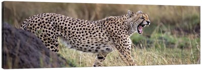 Cheetah walking in a field Canvas Art Print - Wild Cat Art