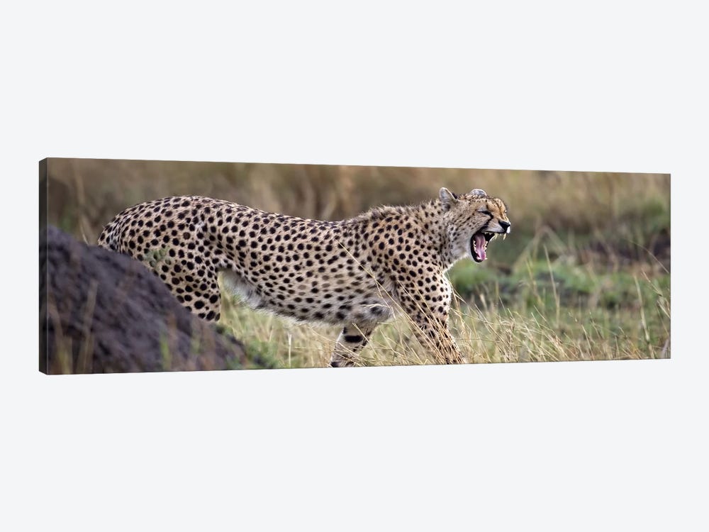 Cheetah walking in a field by Panoramic Images 1-piece Canvas Art Print