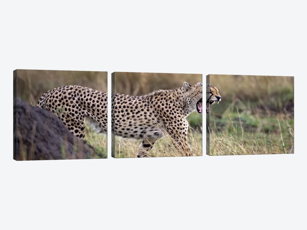 Cheetah walking in a field by Panoramic Images 3-piece Canvas Print