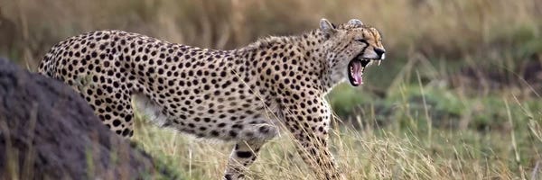 Cheetah walking in a field