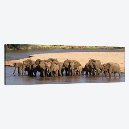 Herd of African elephants at a river Canvas Print #PIM4617} by Panoramic Images Art Print