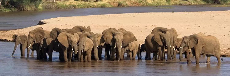 Herd of African elephants at a river