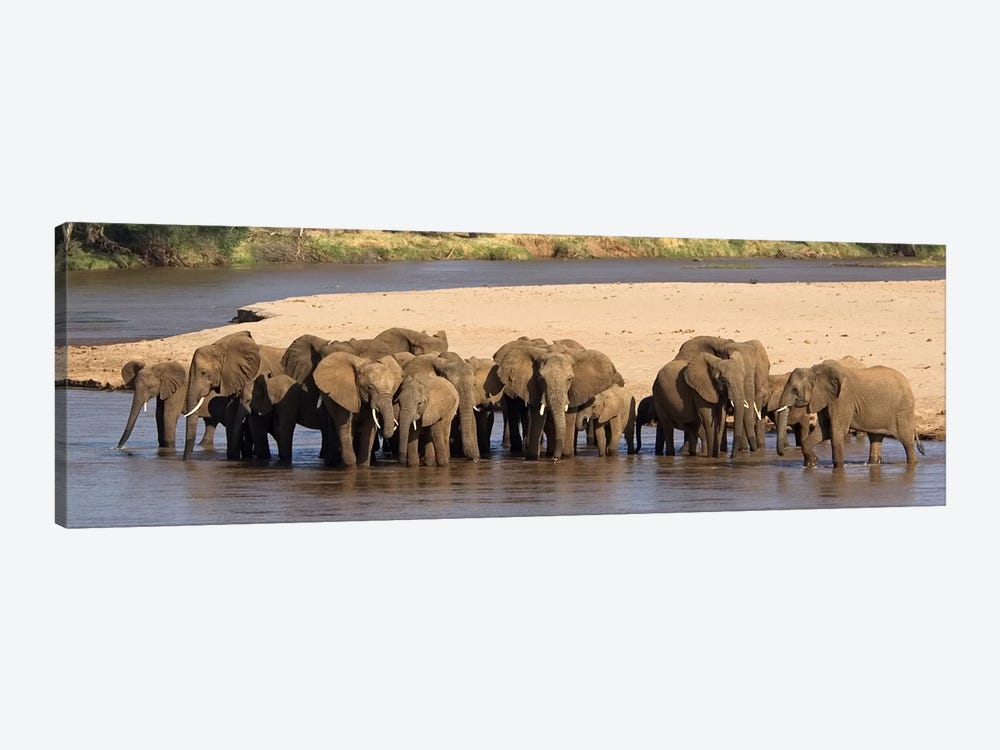Herd of African elephants at a river by Panoramic Images 1-piece Canvas Art