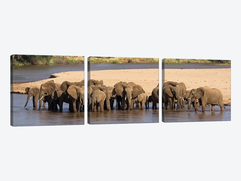 Herd of African elephants at a river by Panoramic Images 3-piece Canvas Art