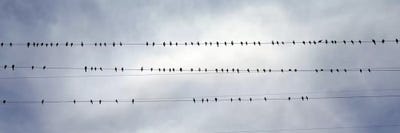 USACalifornia, Flock of birds sitting on power line by Panoramic Images canvas print